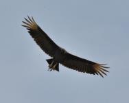 Black Vulture