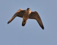 Peregrine Falcon