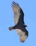 Turkey Vulture
