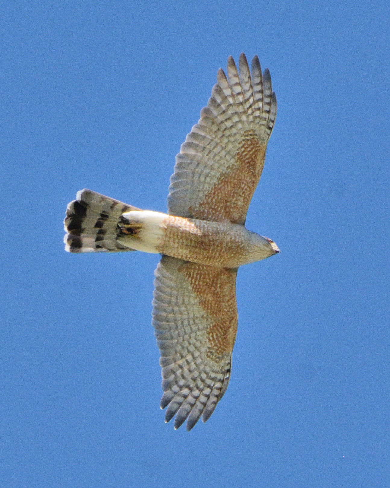 Raptors of Dinosaur Ridge