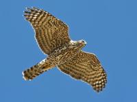 American Goshawk