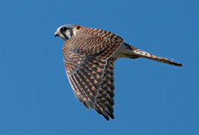 American Kestrel