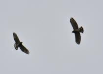 Broad-winged Hawk