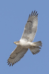 Ferruginous Hawk
