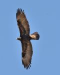 Golden Eagle