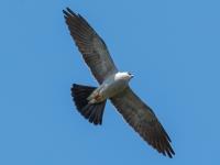 Mississippi Kite