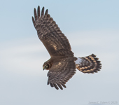 Northern Harrier