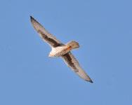 Prairie Falcon