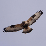 Rough-legged Hawk