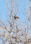 Red-shouldered Hawk