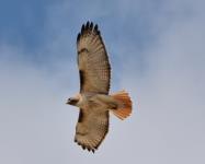 Red-tailed Hawk