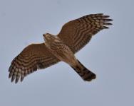 Sharp-shinned Hawk