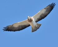 Swainson's Hawk